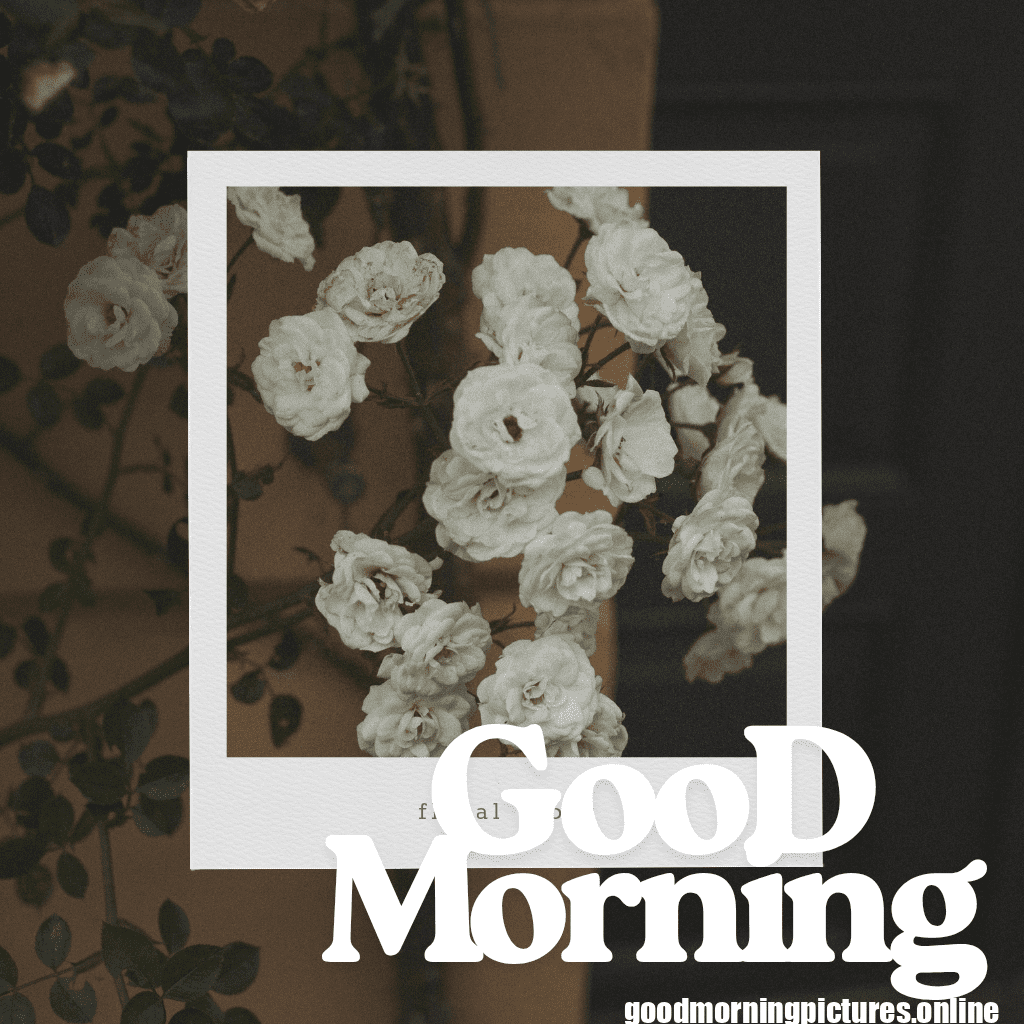 Good Morning Friday Pics