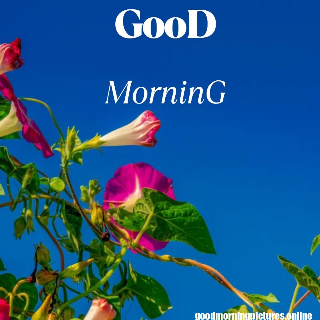 Free Download Good Morning HD Images and Pictures