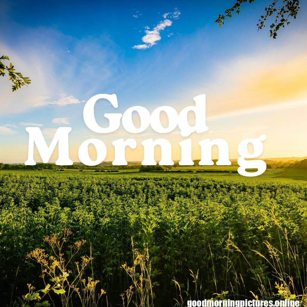 Beautiful Good Morning Images HD Free Download