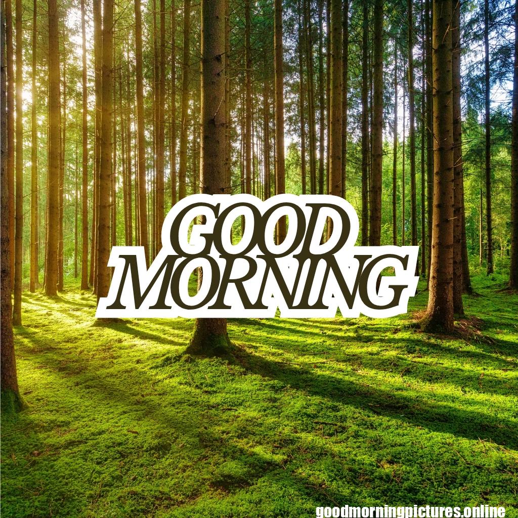 HD Good Morning Pictures and Wallpapers Free Download