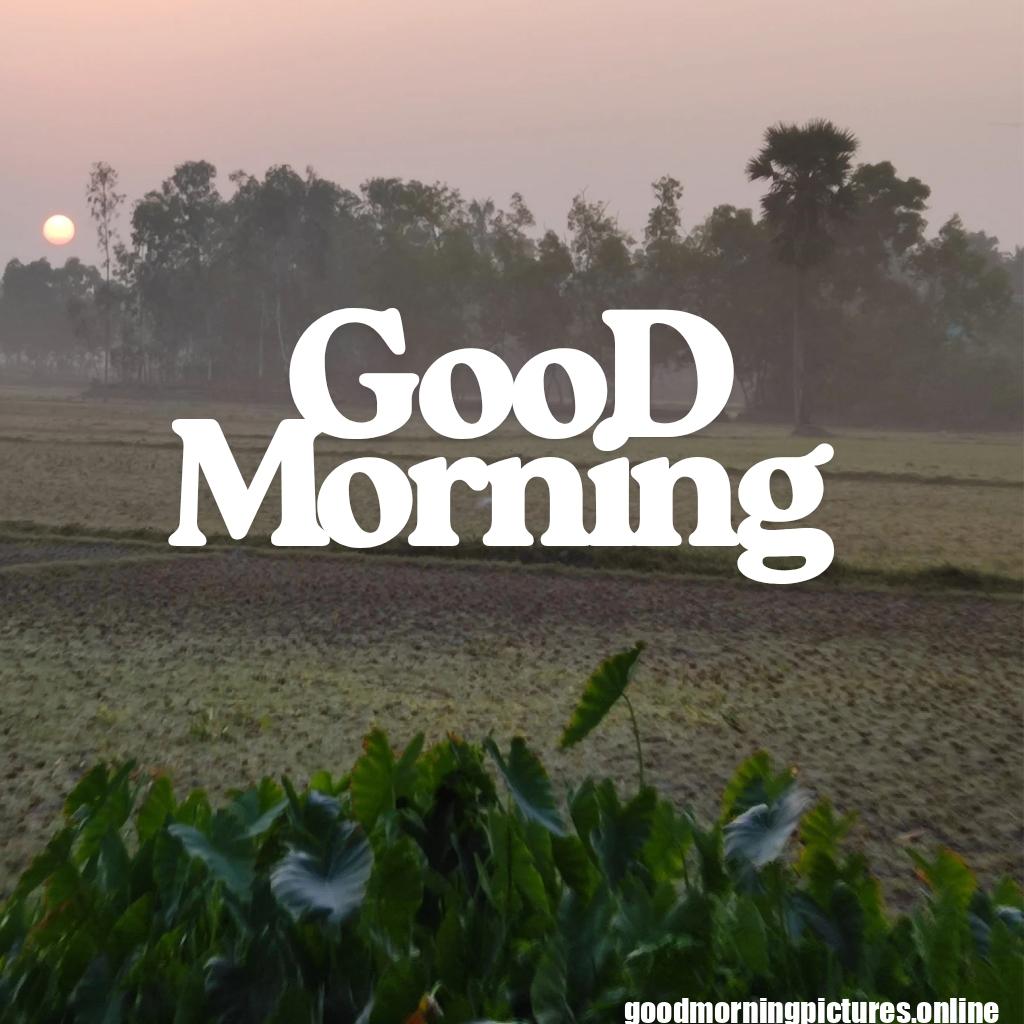 Free Download Good Morning HD Images and Pictures