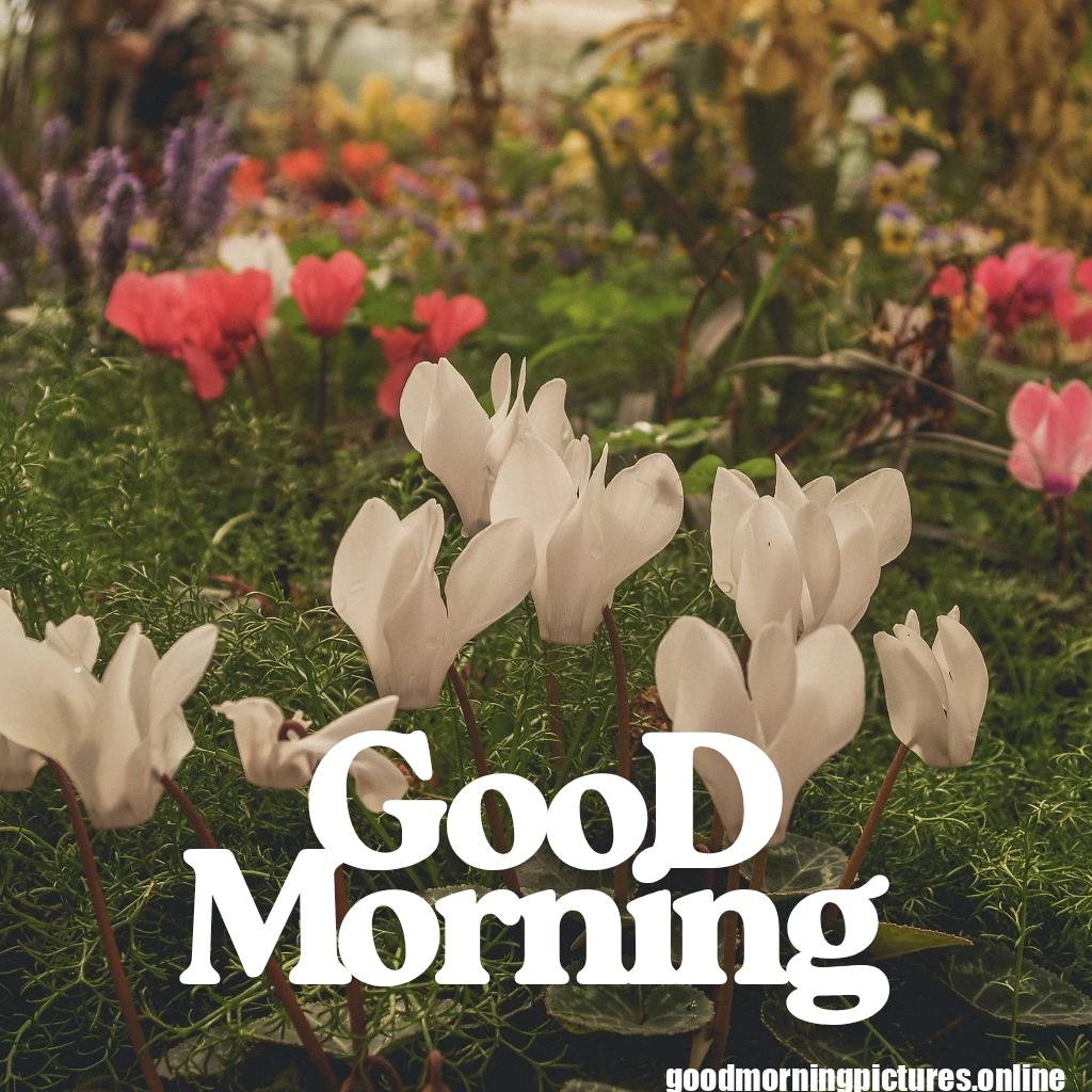 Free Download Good Morning HD Images and Pictures