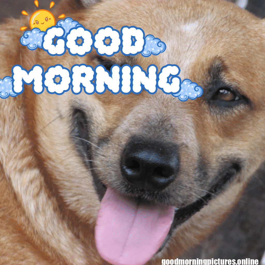 30 + Good Morning Pics for Facebook & Instagram with High Quality with attractive looks 3 Good Morning Images for Facebook