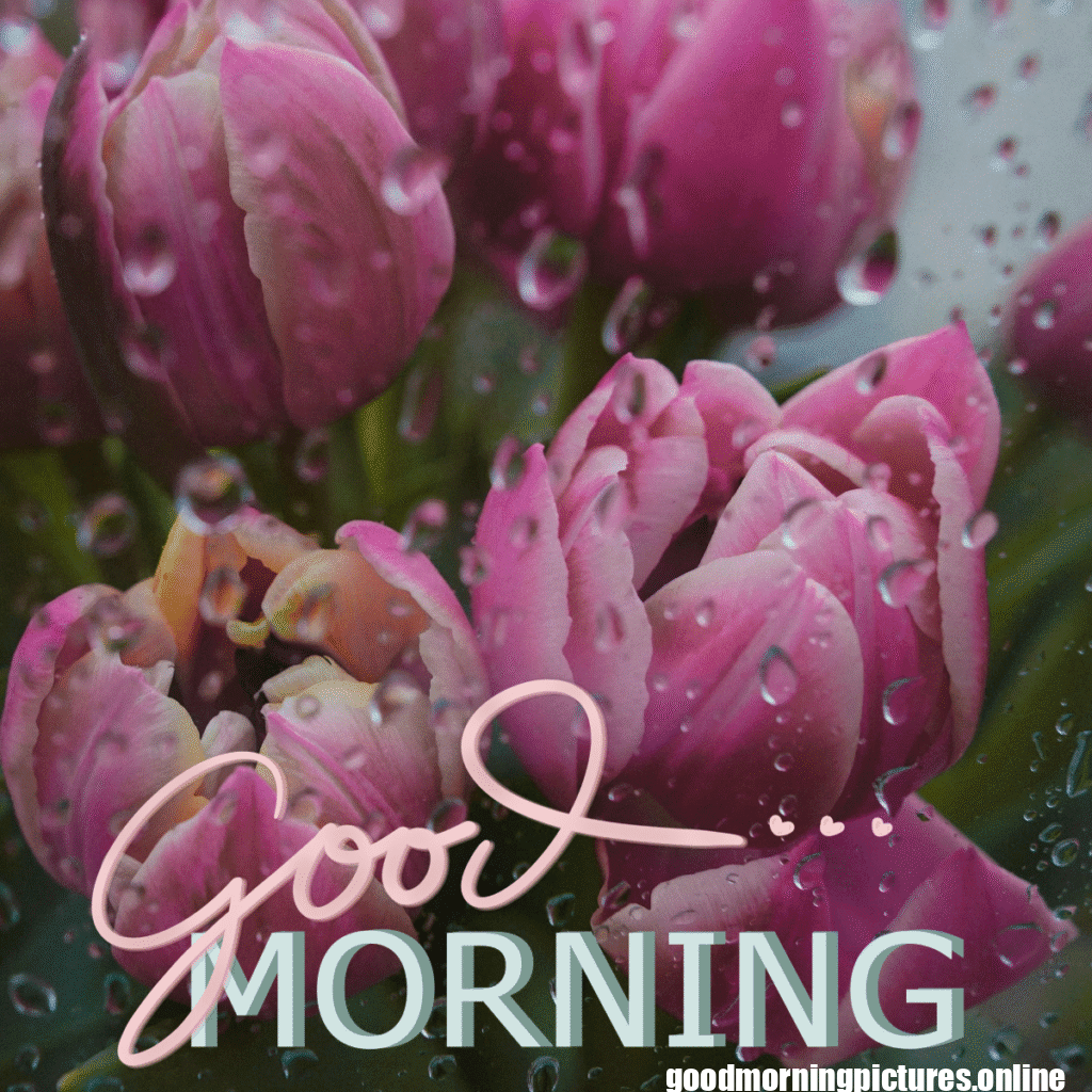 30+ Beautiful rainy good morning Images 29 Rainy Morning Good Morning Wishes