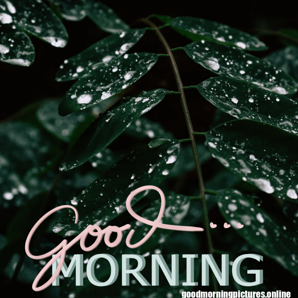 30+ Beautiful rainy good morning Images 3 Rainy Day Good Morning Images