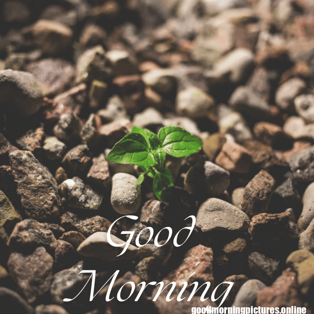 Beautiful Good Morning Images to Start Your Day 16 Family 20250908 110142 0008