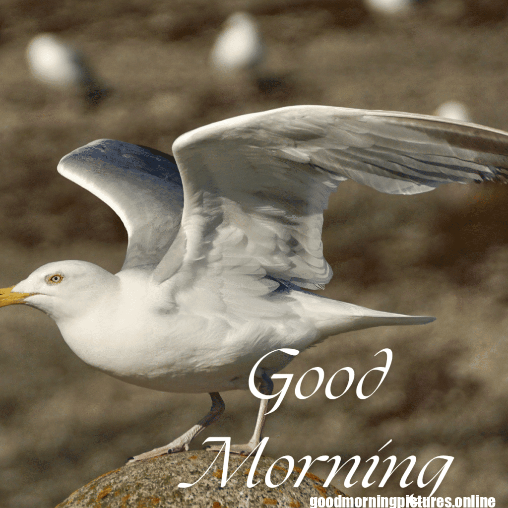 Beautiful Good Morning Images to Start Your Day 10 Family 20250908 110142 0015