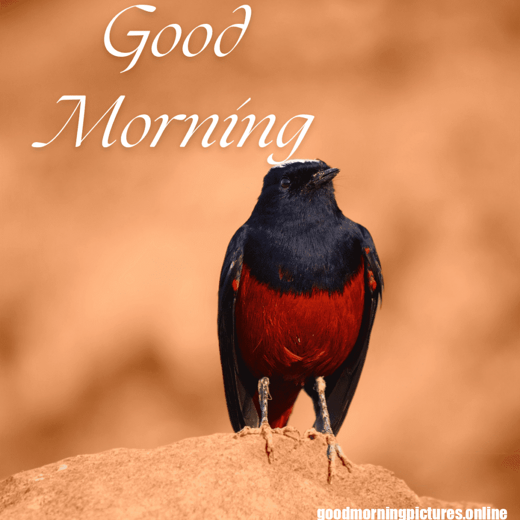 Beautiful Good Morning Images to Start Your Day 4 Family 20250908 110142 0021