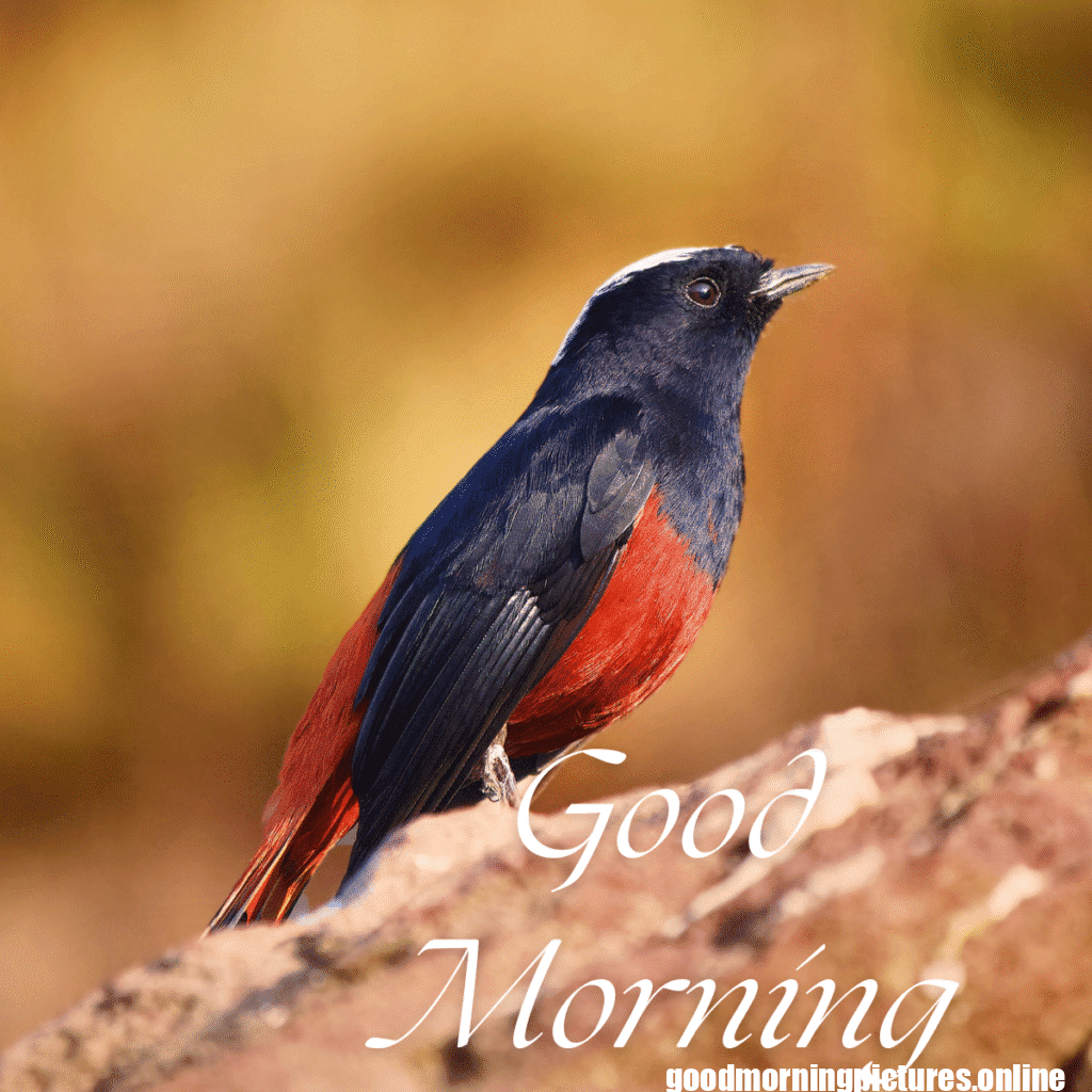 Beautiful Good Morning Images to Start Your Day 29 Family 20250908 110143 0030