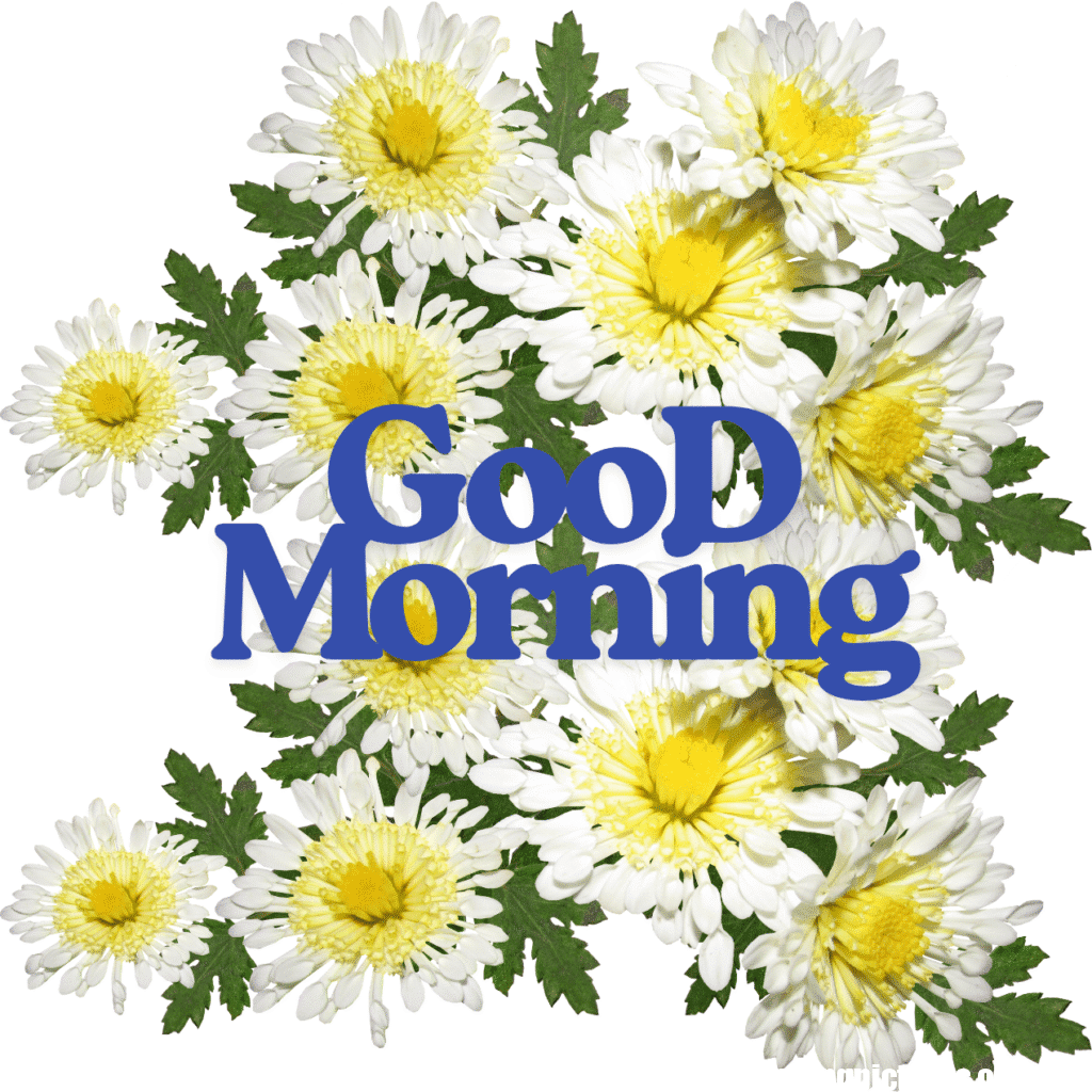 Good Morning Images with Flowers & Nature 11 GooD Morning 20250905 180148 0020