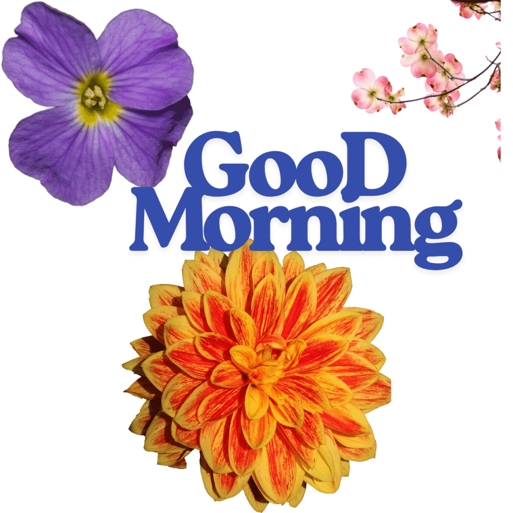 Good Morning Images with Flowers & Nature 12 GooD Morning 20250905 180148 0021