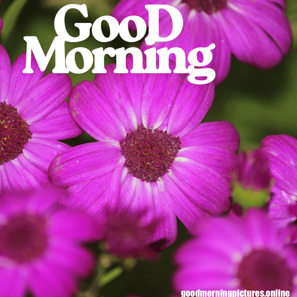 Good Morning Images with Flowers & Nature 16 GooD Morning 20250905 180148 0022