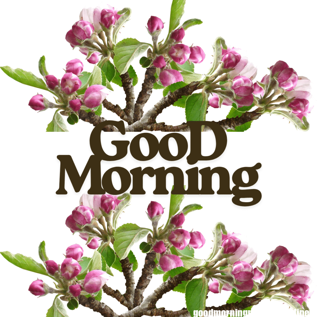 Good Morning Images with Flowers & Nature 14 GooD Morning 20250905 180148 0025