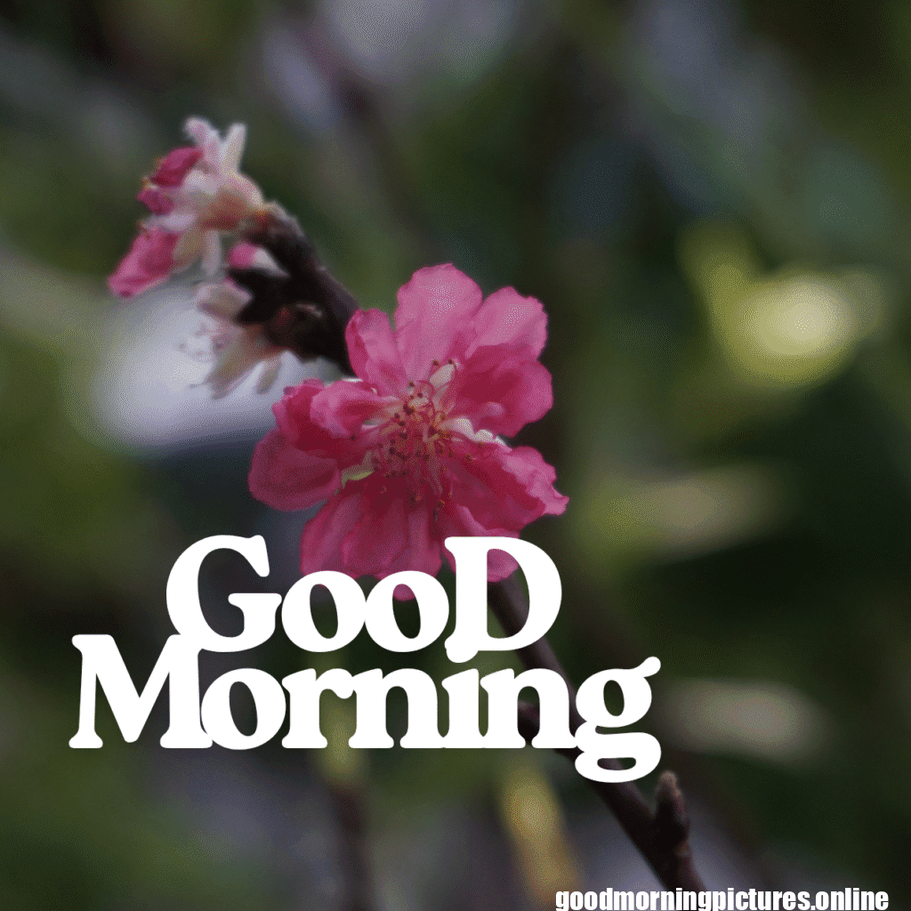 Good Morning Images with Flowers & Nature 17 GooD Morning 20250905 180148 0026
