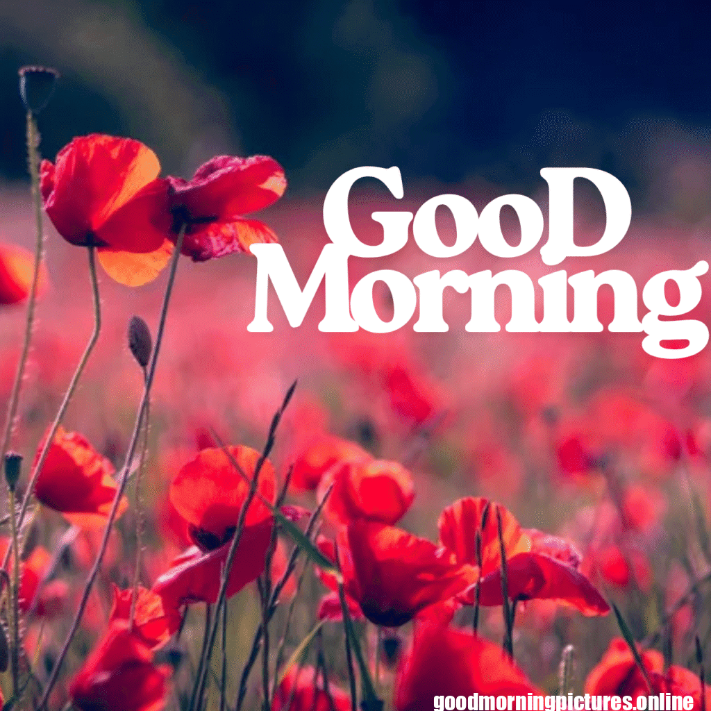 Good Morning Images with Flowers & Nature 21 GooD Morning 20250905 180148 0030