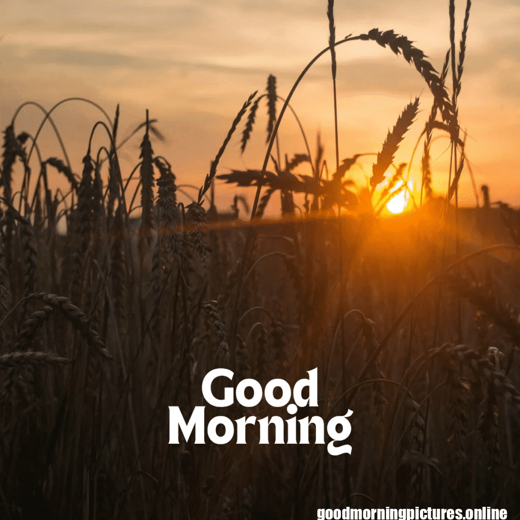 Top 35+ Sun rise good Morning images in 2025 12 Sun rise Good Morning 20250907 214617 0013 Sun rise