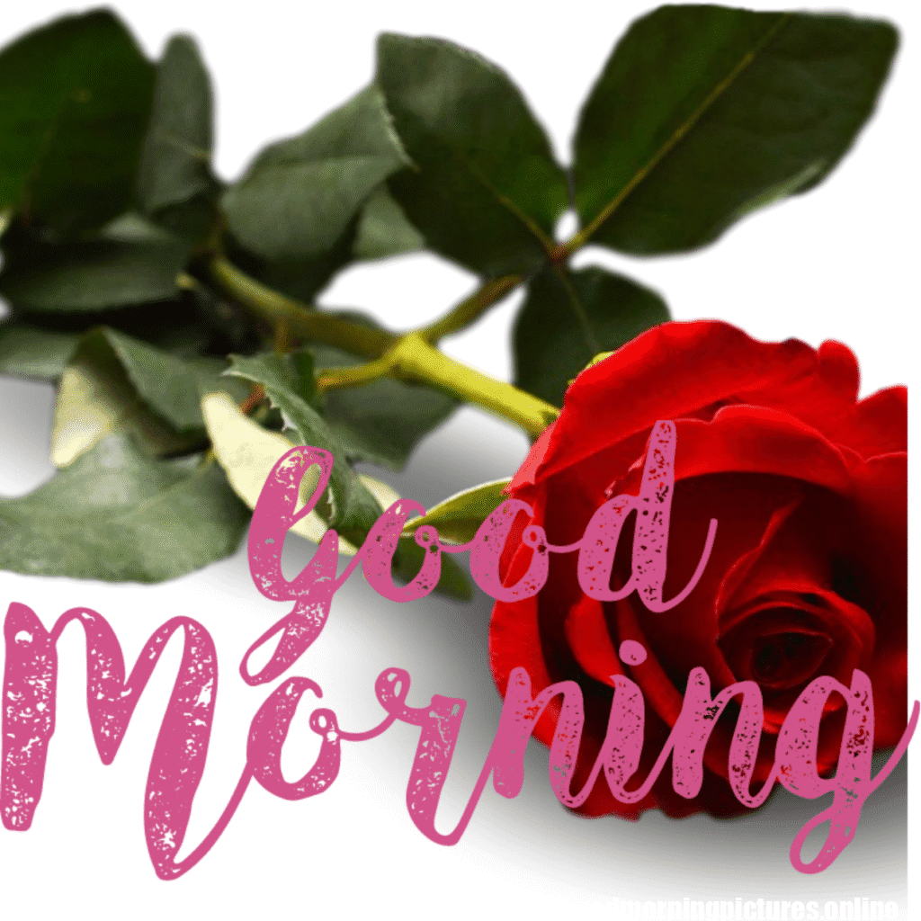 30+ romantic good morning rose Images in High Resolution 12 Romantic Good Morning Rose Images HD