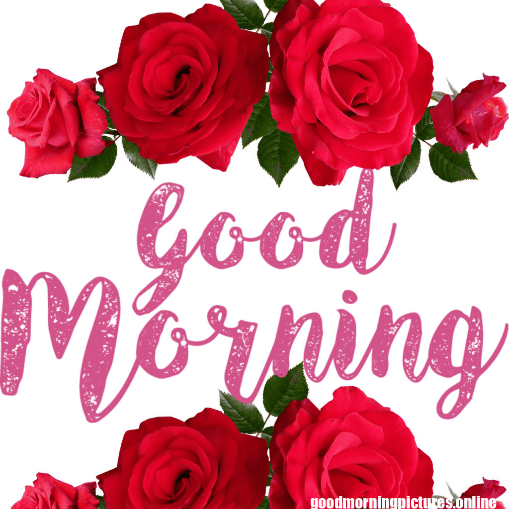 30+ romantic good morning rose Images in High Resolution 13 Romantic Good Morning Rose Images HD