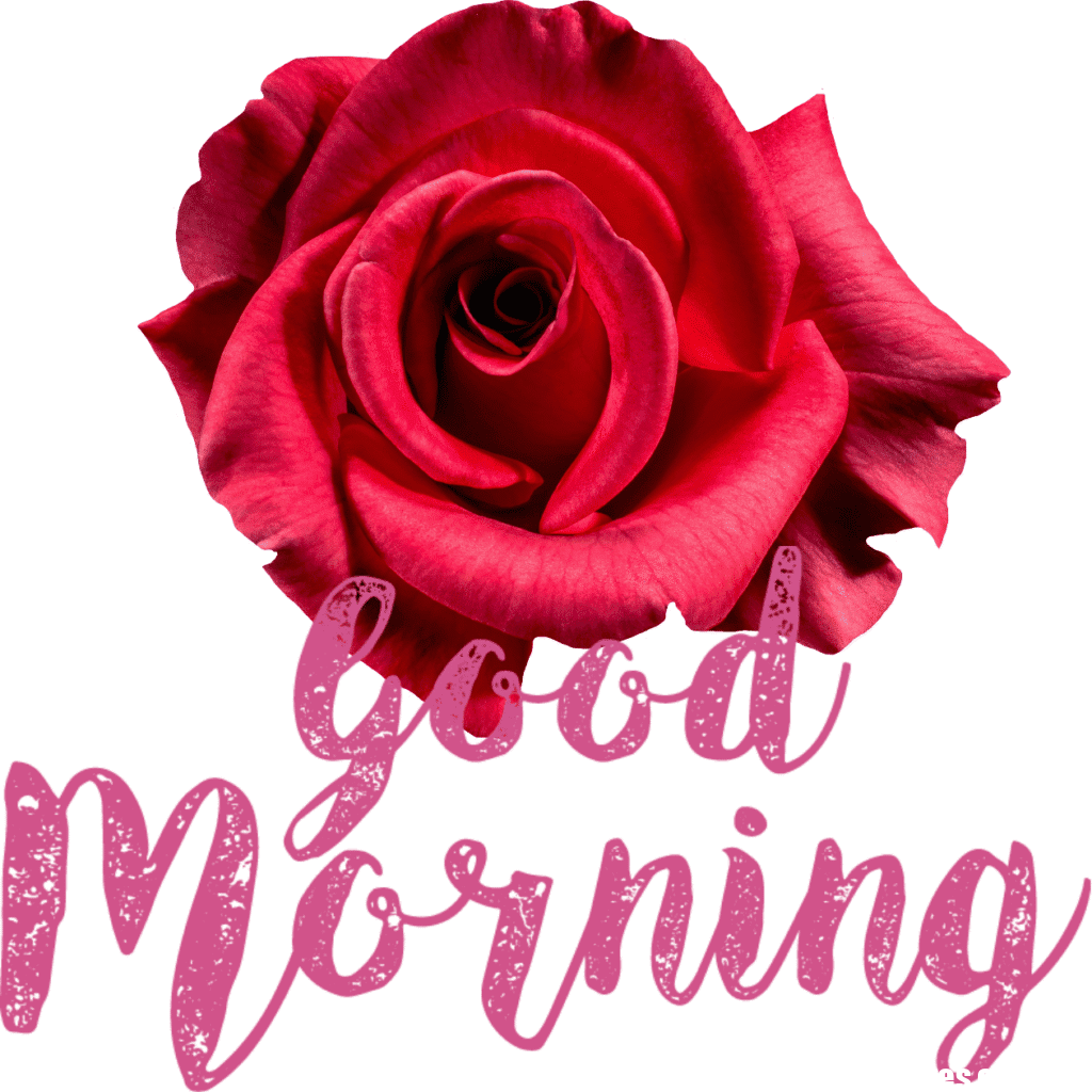 30+ romantic good morning rose Images in High Resolution 15 Romantic Good Morning Rose Images HD