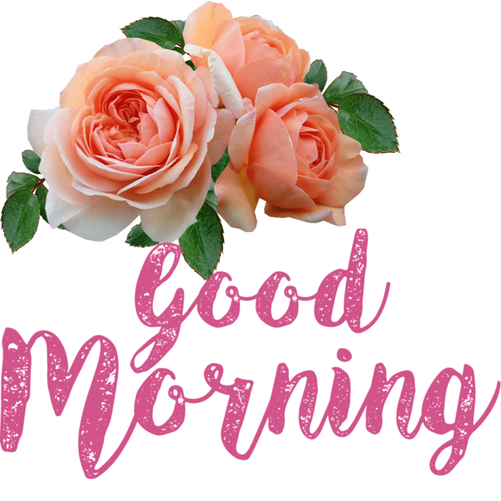 30+ romantic good morning rose Images in High Resolution 16 Romantic Good Morning Rose Images HD