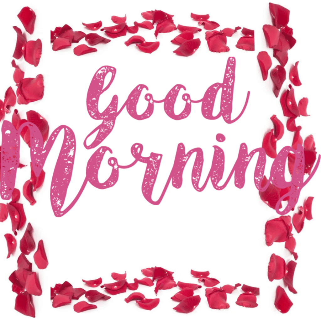 30+ romantic good morning rose Images in High Resolution 17 Romantic Good Morning Rose Images HD