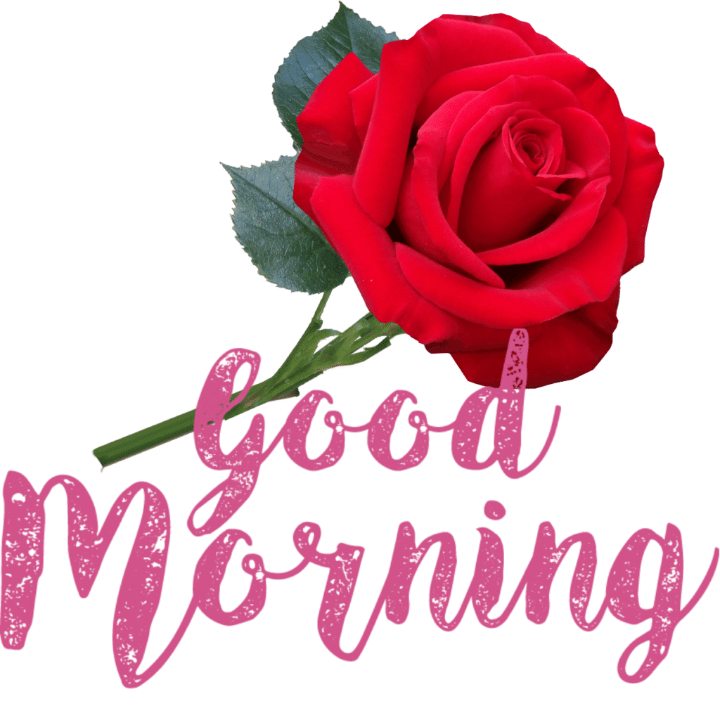 30+ romantic good morning rose Images in High Resolution 18 Romantic Good Morning Rose Images HD