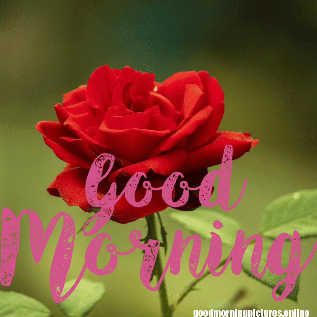 30+ romantic good morning rose Images in High Resolution 19 Romantic Good Morning Rose Images HD