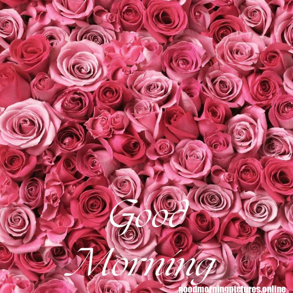 30+ romantic good morning rose Images in High Resolution 20 Romantic Good Morning Rose Images HD