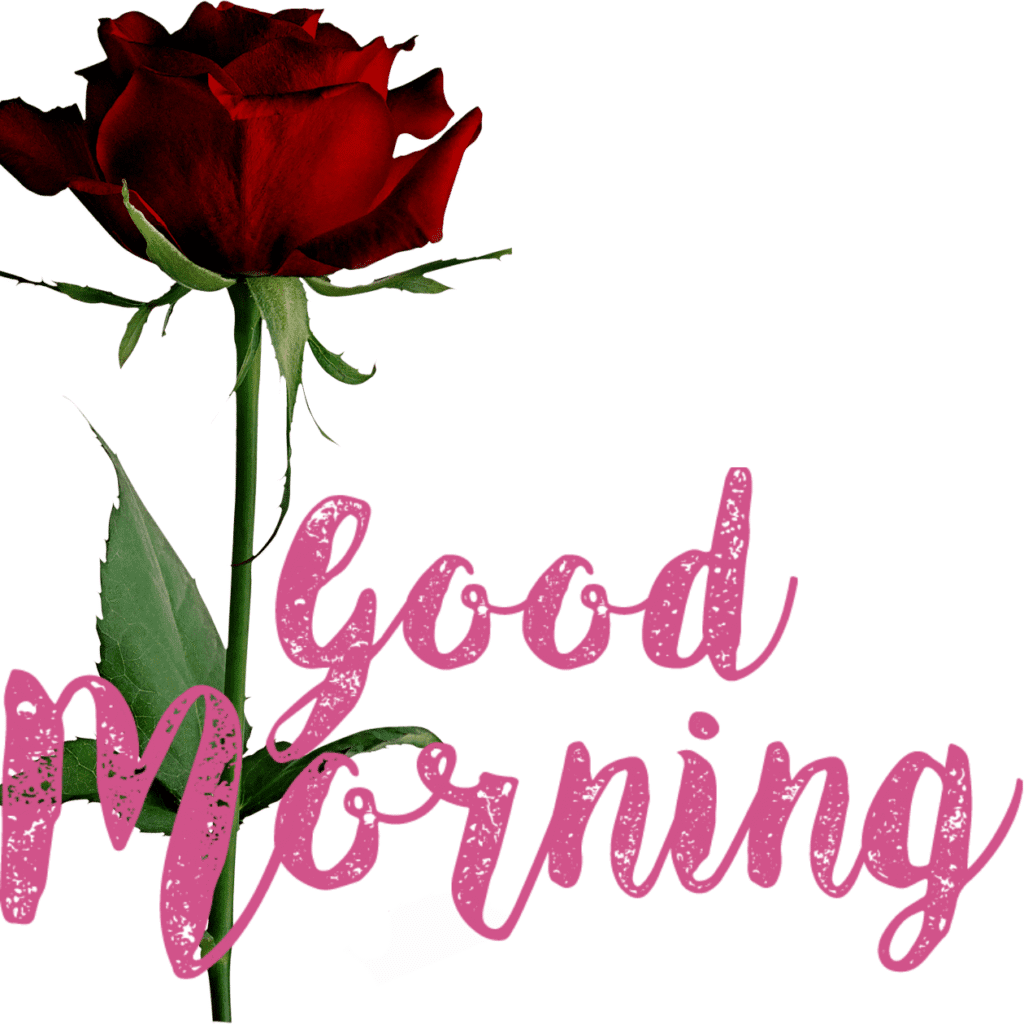 30+ romantic good morning rose Images in High Resolution 21 Romantic Good Morning Rose Images Free Download
