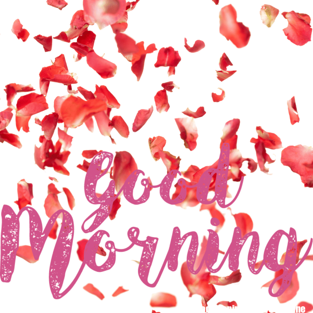 30+ romantic good morning rose Images in High Resolution 22 Romantic Good Morning Rose Images Free Download