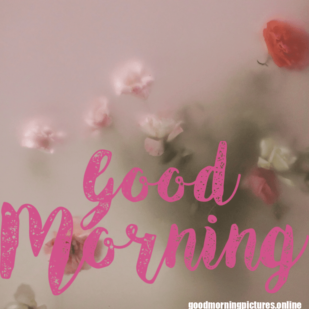 30+ romantic good morning rose Images in High Resolution 24 Romantic Good Morning Rose Images Free Download