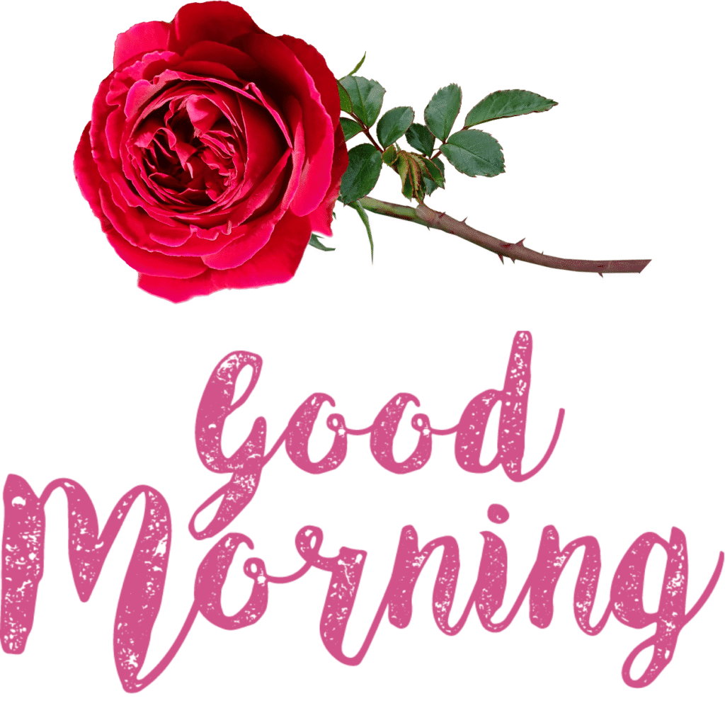 30+ romantic good morning rose Images in High Resolution 27 Romantic Good Morning Rose Images Free Download