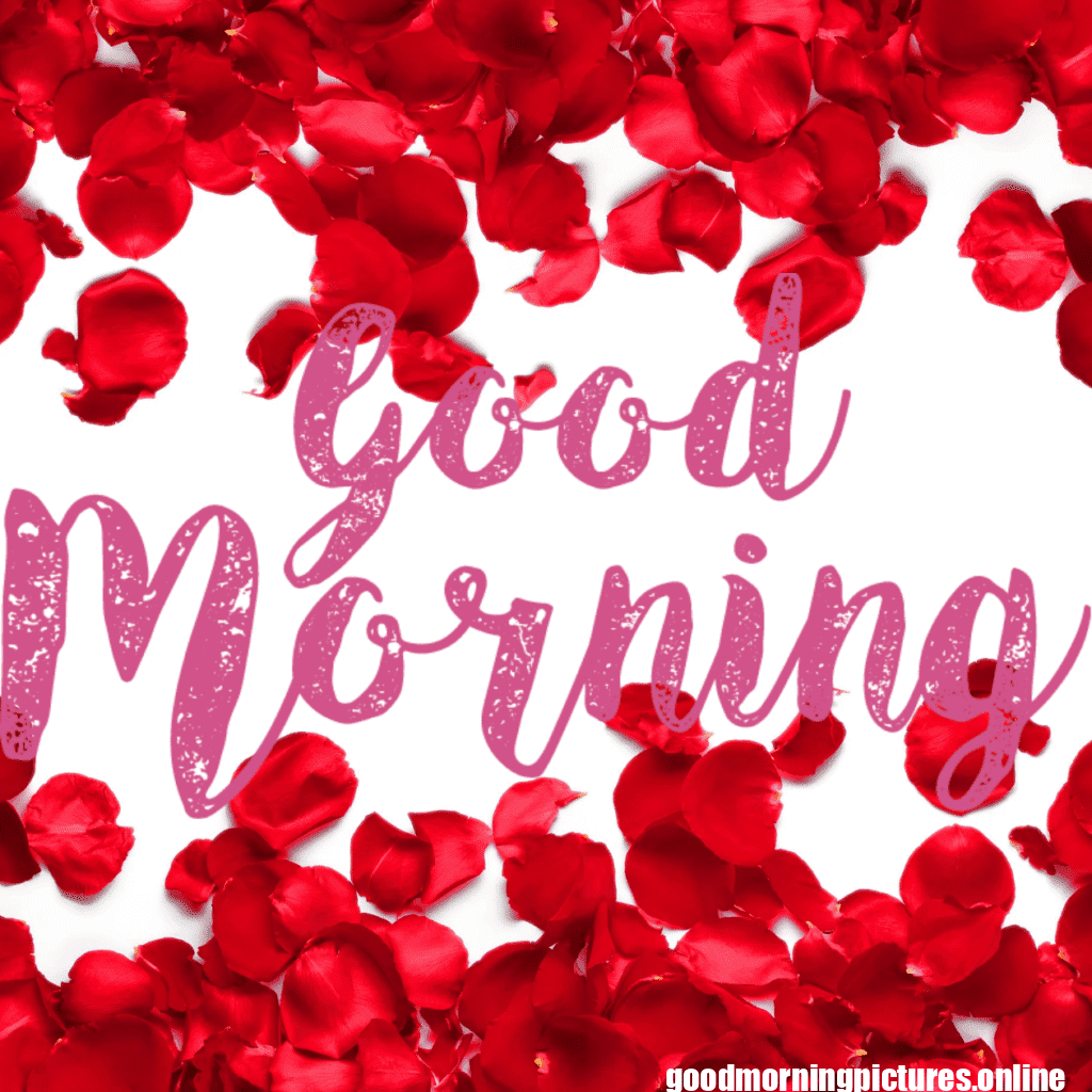 30+ romantic good morning rose Images in High Resolution 28 Romantic Good Morning Rose Images Free Download