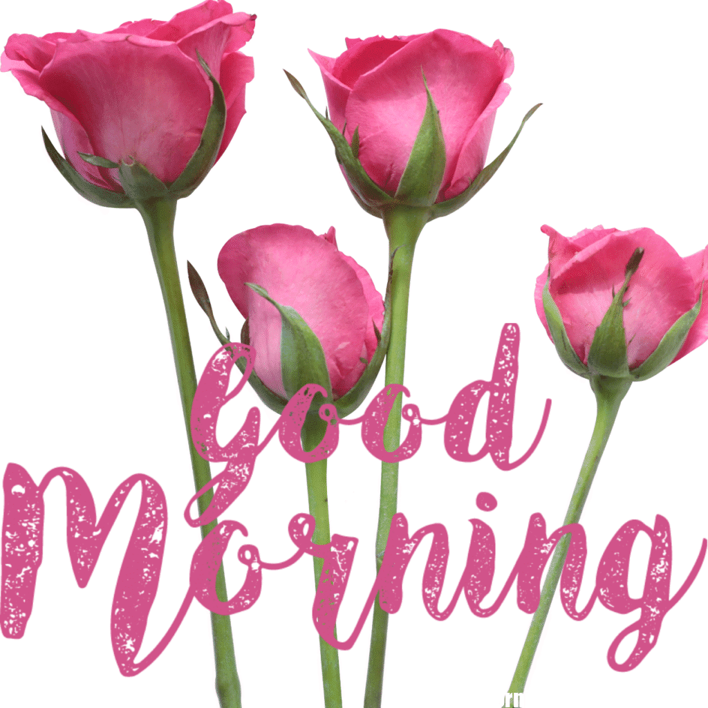 30+ romantic good morning rose Images in High Resolution 29 Romantic Good Morning Rose Images Free Download