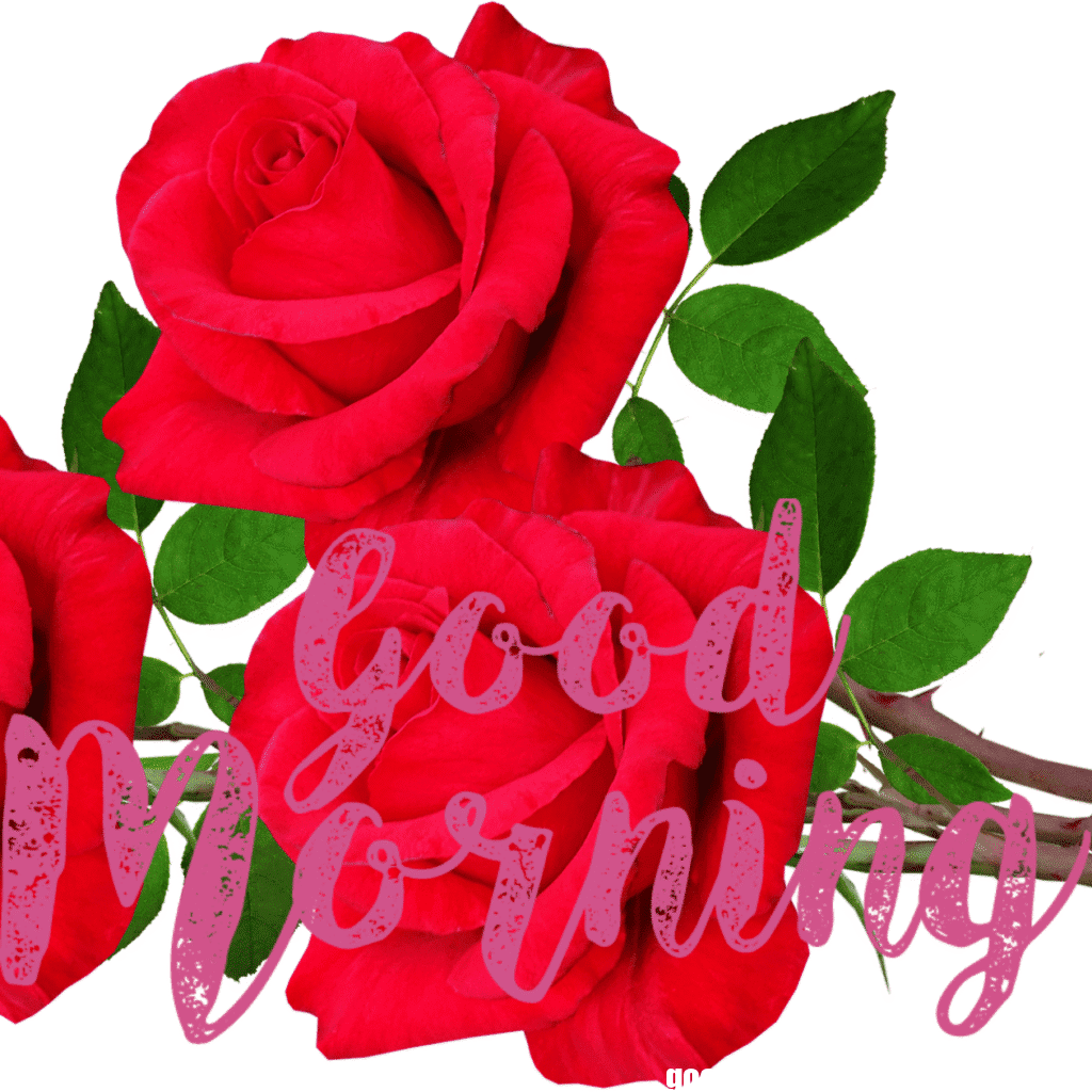 30+ romantic good morning rose Images in High Resolution 31 Romantic Good Morning Rose Images Free Download