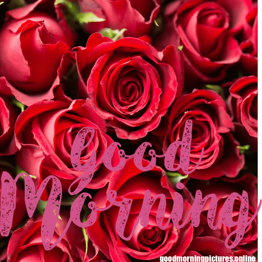 30+ romantic good morning rose Images in High Resolution 32 Romantic Good Morning Rose Images Free Download