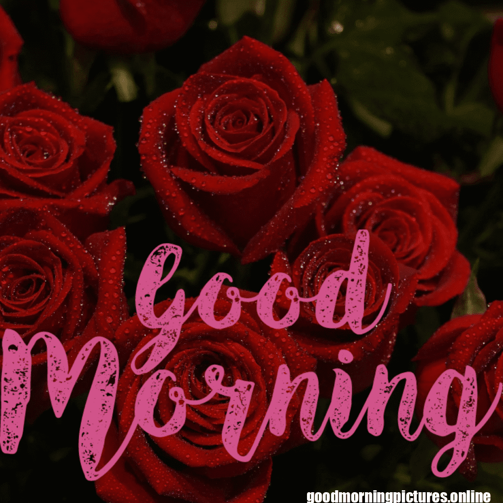 30+ romantic good morning rose Images in High Resolution 33 Romantic Good Morning Rose Images Free Download