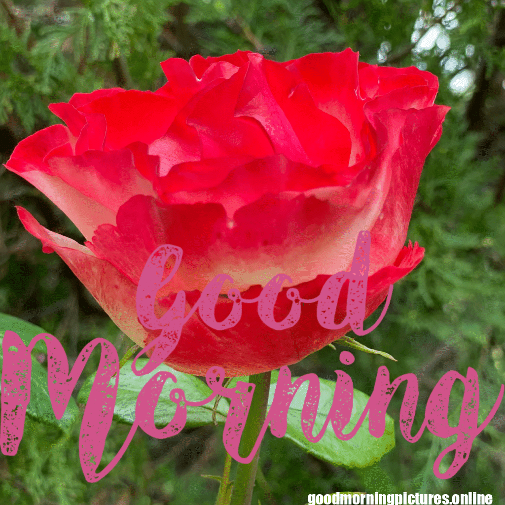 30+ romantic good morning rose Images in High Resolution 1 Romantic Good Morning Rose Images HD