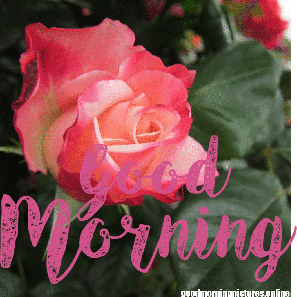 30+ romantic good morning rose Images in High Resolution 2 Romantic Good Morning Rose Images HD