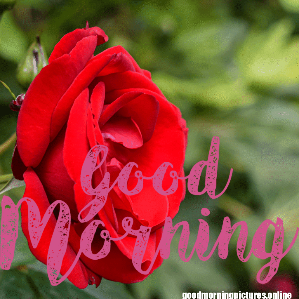 30+ romantic good morning rose Images in High Resolution 3 Romantic Good Morning Rose Images HD
