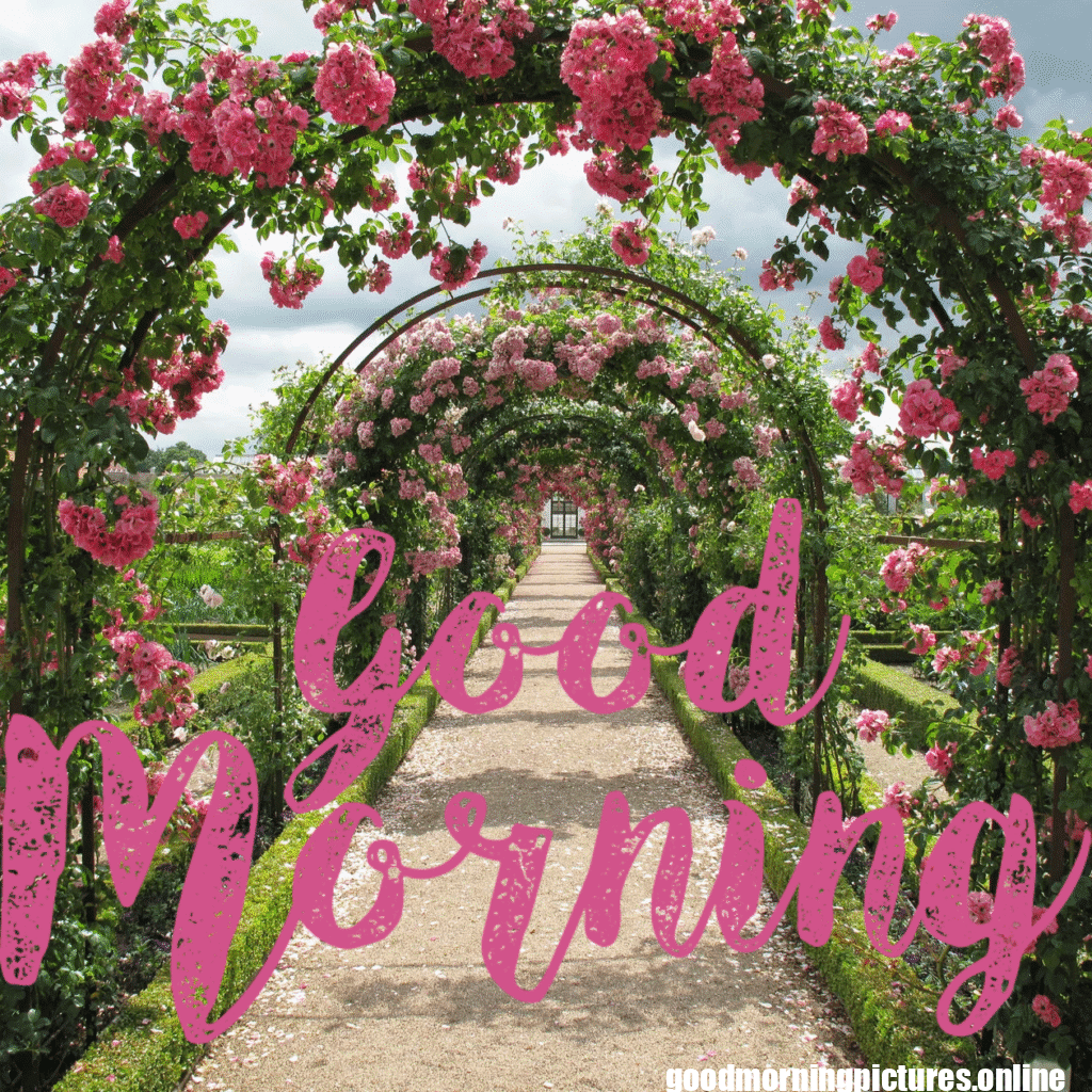 30+ romantic good morning rose Images in High Resolution 4 Romantic Good Morning Rose Images HD