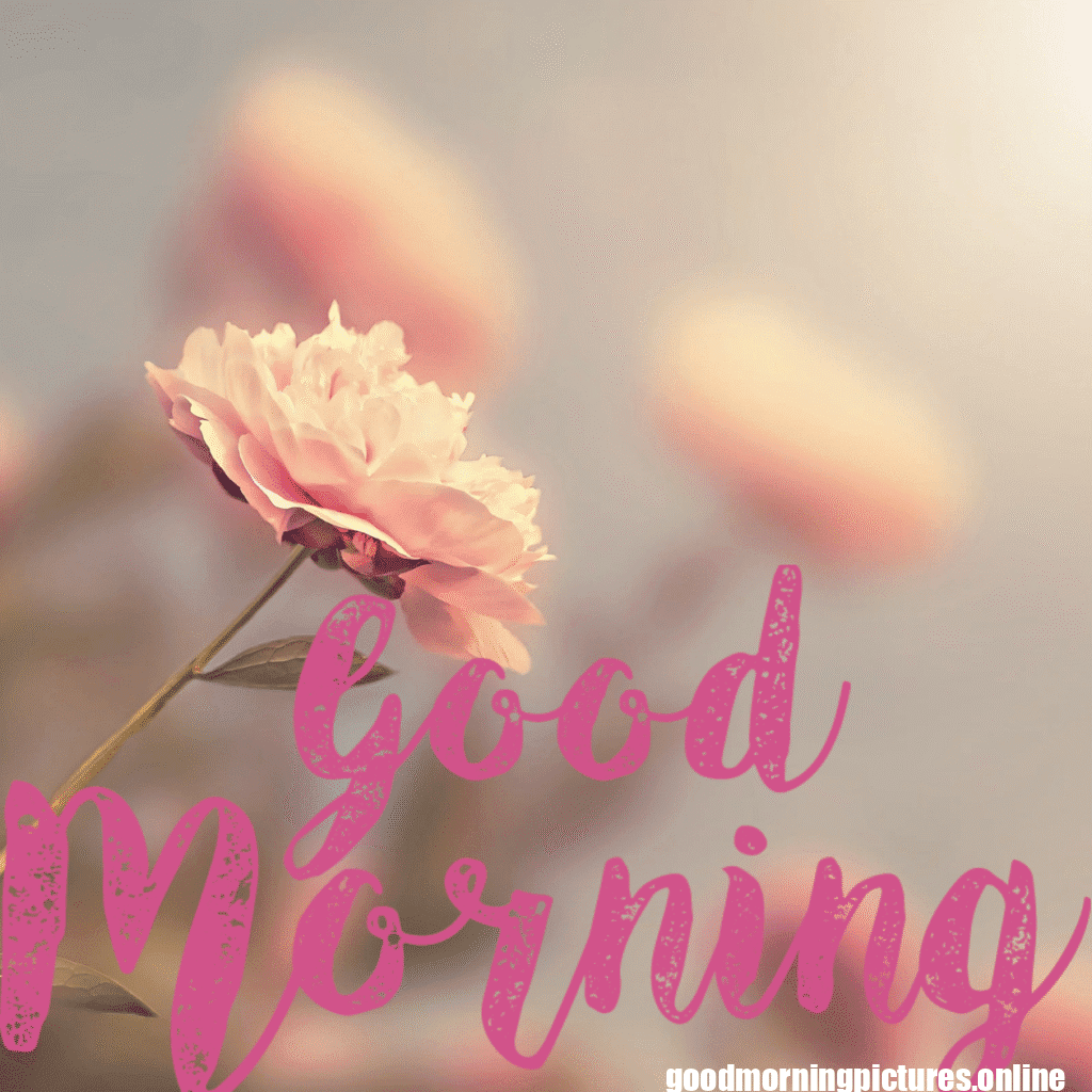 30+ romantic good morning rose Images in High Resolution 5 Romantic Good Morning Rose Images HD