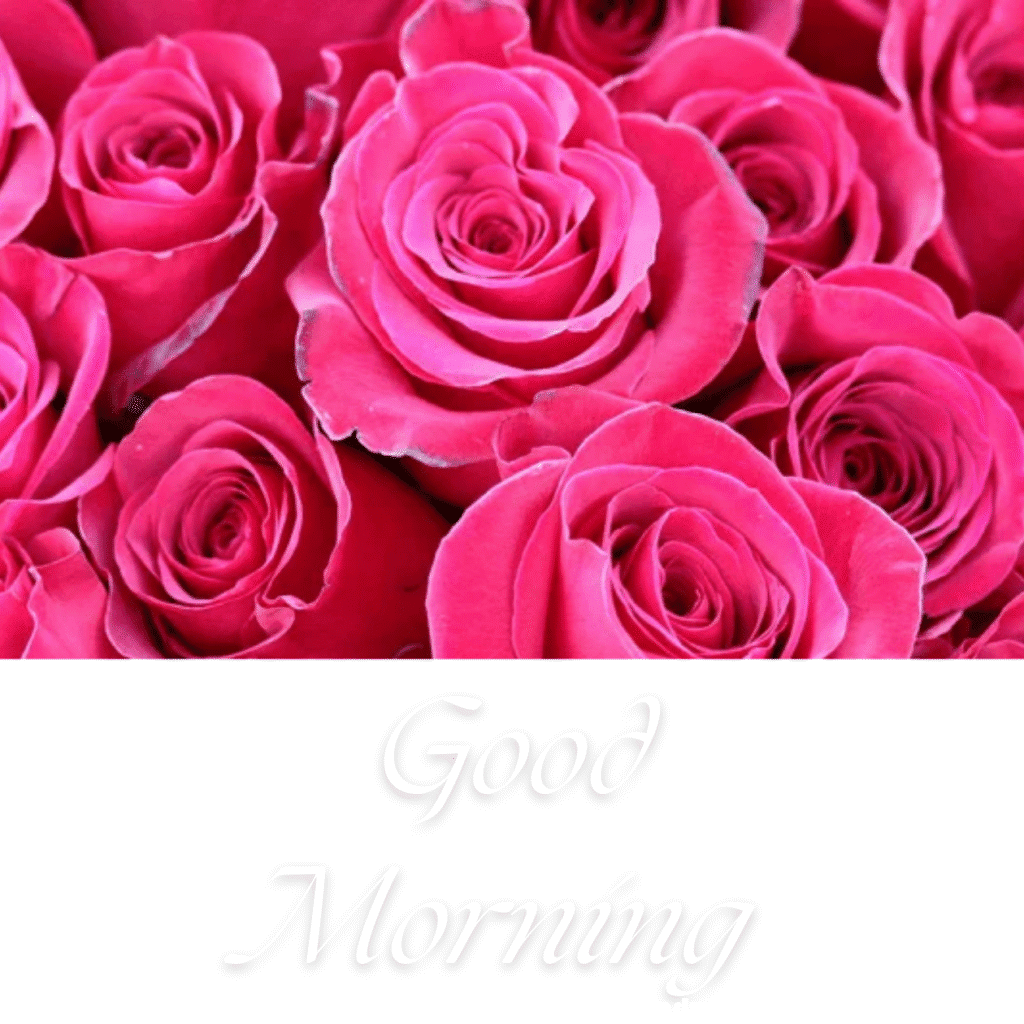 30+ romantic good morning rose Images in High Resolution 6 Romantic Good Morning Rose Images HD