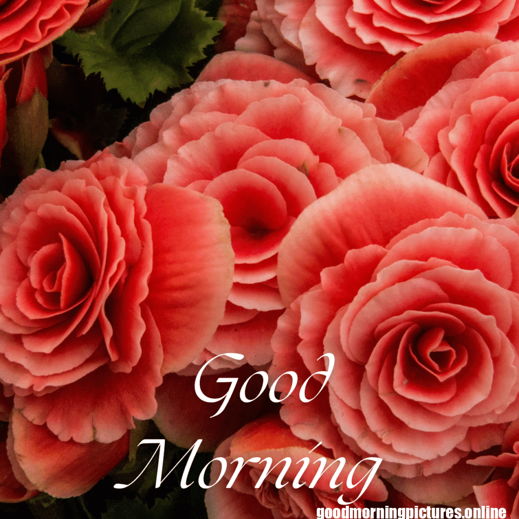 30+ romantic good morning rose Images in High Resolution 7 Romantic Good Morning Rose Images HD