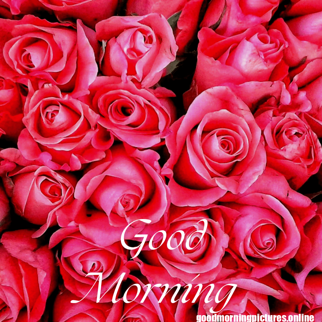 30+ romantic good morning rose Images in High Resolution 8 Romantic Good Morning Rose Images HD