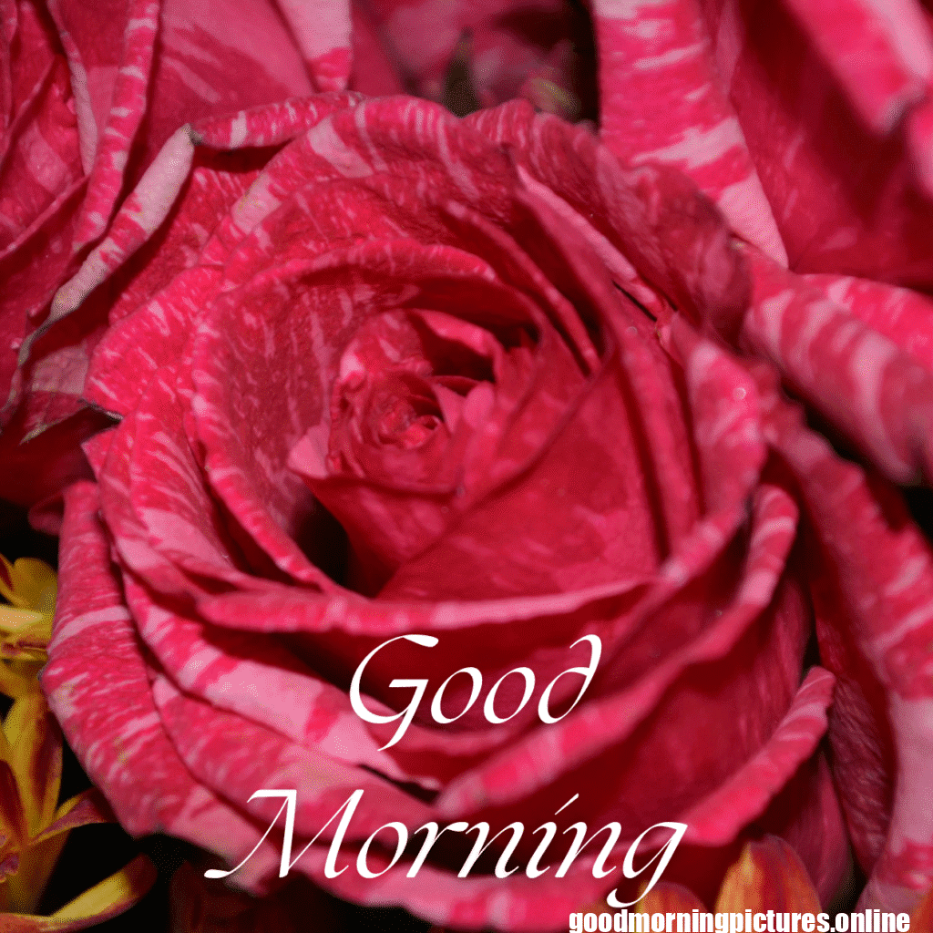 30+ romantic good morning rose Images in High Resolution 9 Romantic Good Morning Rose Images HD