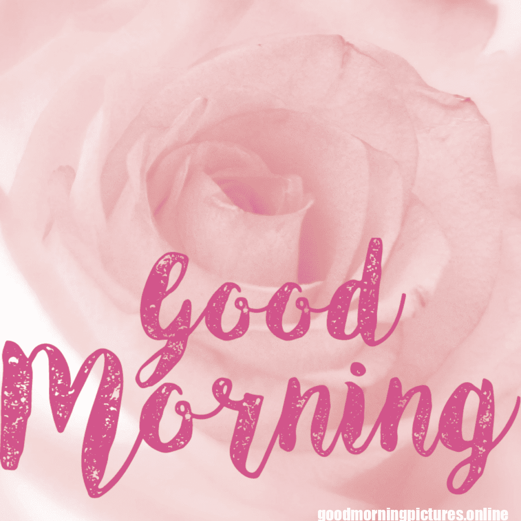30+ romantic good morning rose Images in High Resolution 11 Romantic Good Morning Rose Images HD
