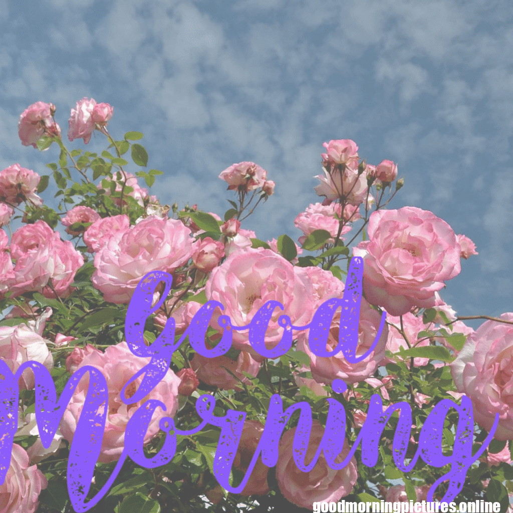 30+ romantic good morning rose Images in High Resolution 10 Romantic Good Morning Rose Images HD