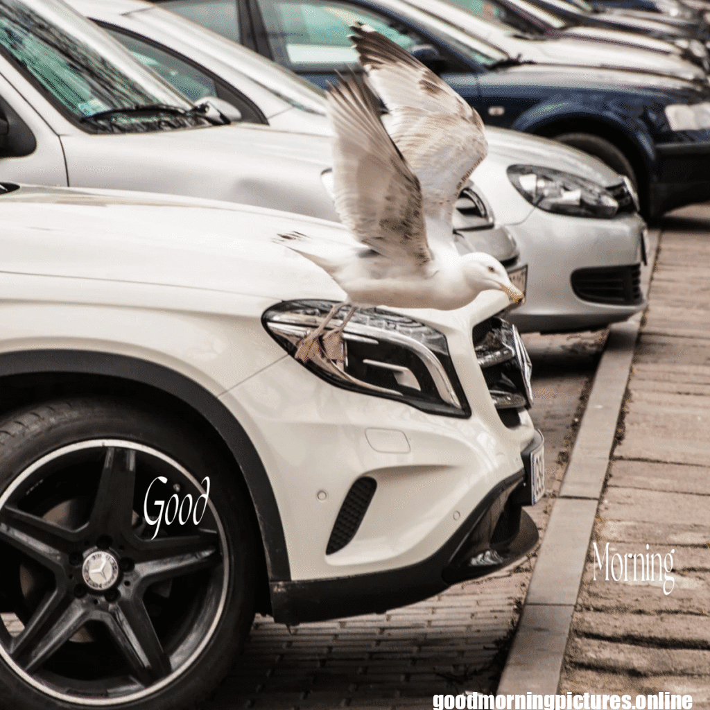 30+ Good Morning Car Images for Car loving people in HD 32 Sports Car Good Morning Photos