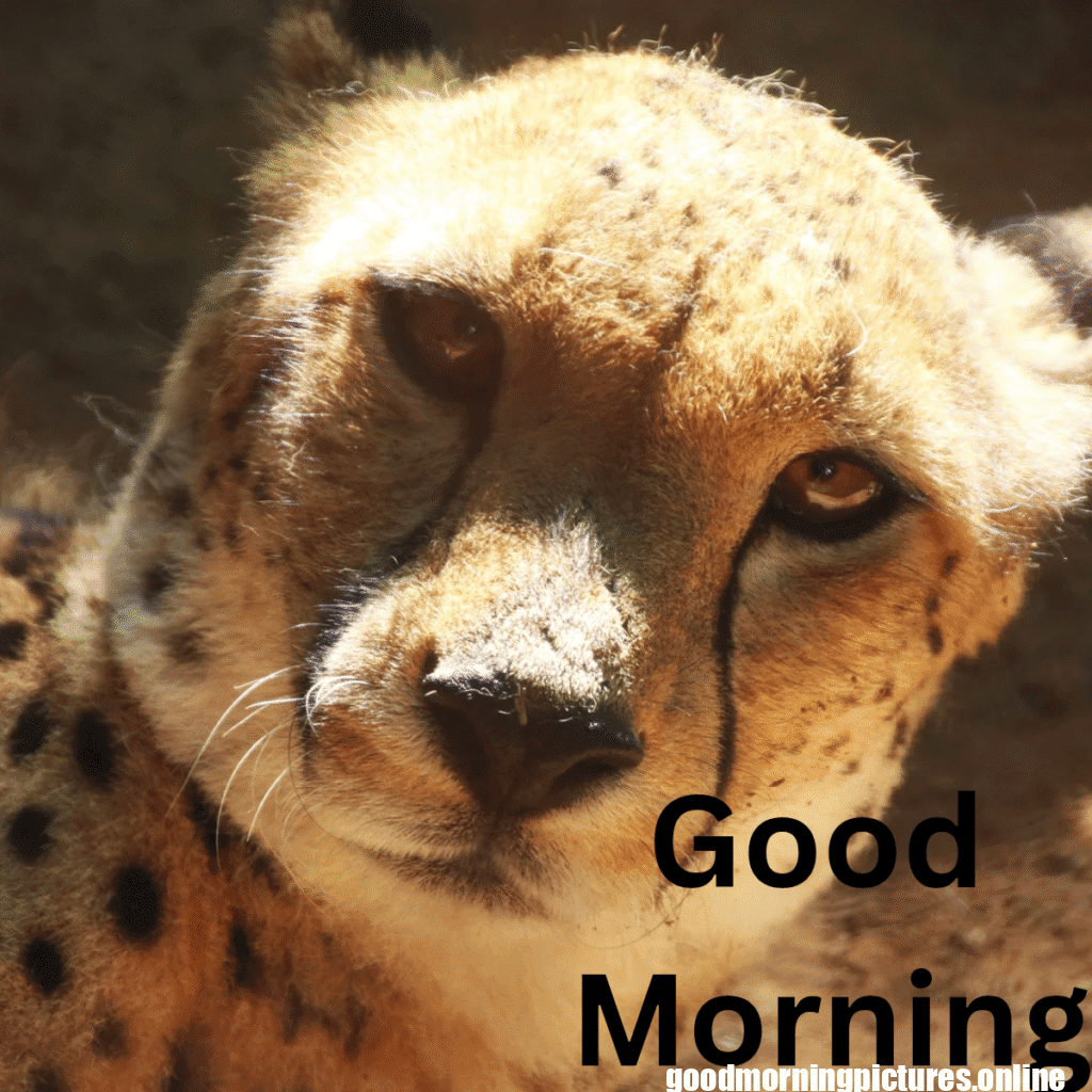 Beautiful Animals Good Morning Images in 2025 23 Wild Animal Good Morning Images